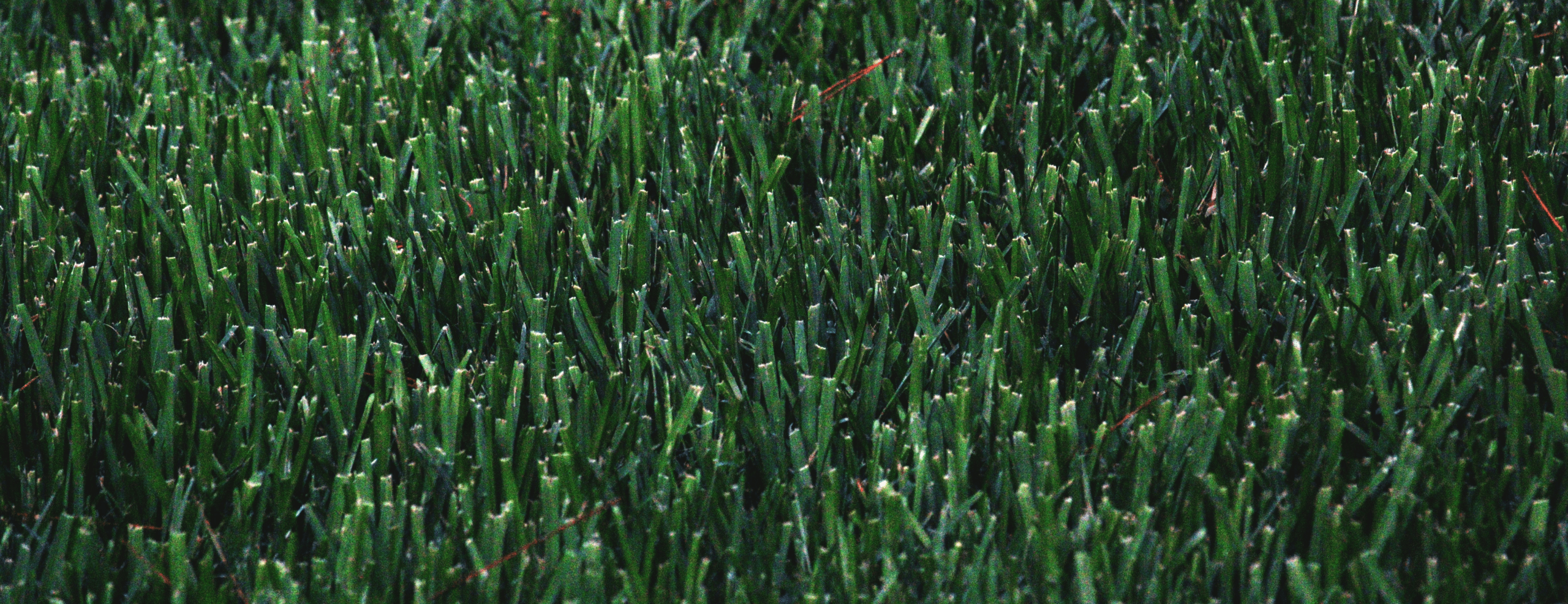 Background of a weedy green field